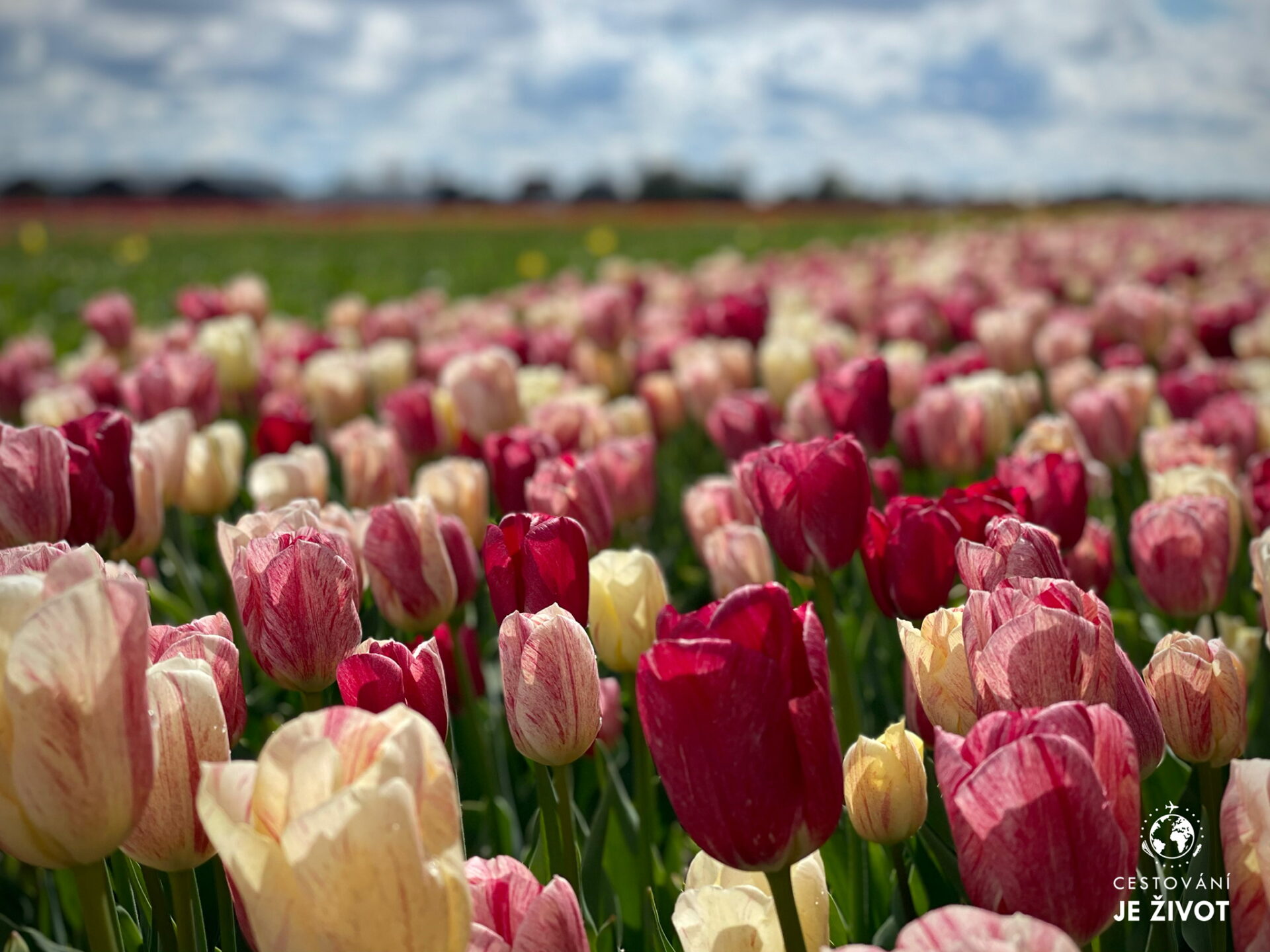 Nizozemsko tulipány